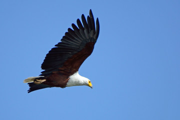 African fish eagle, Lake Naivasha, Kenya