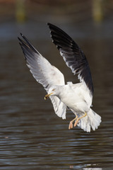 European Herring Gull, Larus argentatus
