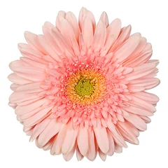 Cercles muraux Gerbera gerbera pink color on a white background