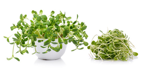 Obraz premium green young sunflower sprouts