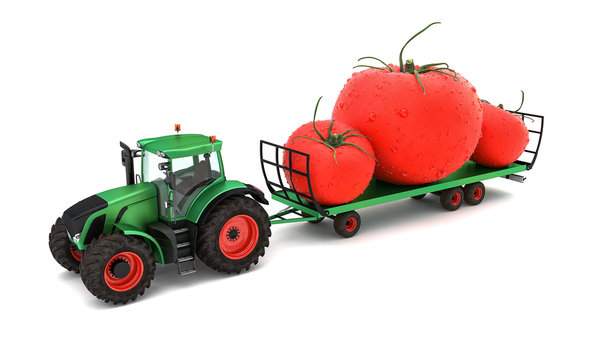 Isolated image of tractor carrying large tomatoes