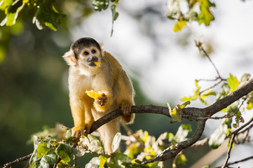 Petit singe en train de manger