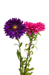 a bouquet of asters isolated