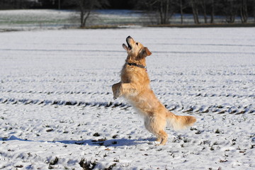Golden setzt zum Sprung an