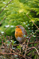 British Red Breasted Robin Songbird perched in a garden bush chirping away on a spring morning.