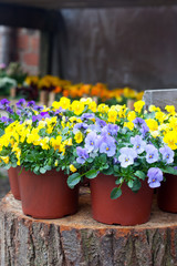 Fototapeta na wymiar Pansy flowers in garden pots on the stump