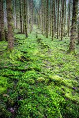 Fototapeta na wymiar Verte forêt