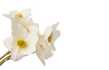 Fototapeta na wymiar white flower anemone Dubravnaya isolated