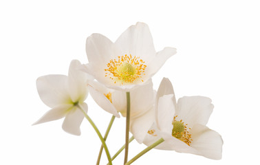 Fototapeta premium white flower anemone Dubravnaya isolated
