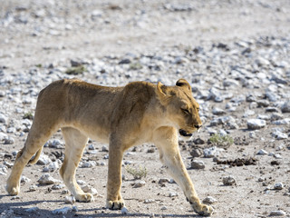 Junge Löwin (Panthera leo) ,   Okaukuejo, Etosha Nationalpark, Namibia, Afrika