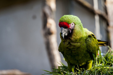 Perroquet ara militaire © PicsArt
