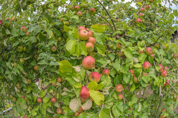 Apple on an apple tree branch in the garden
