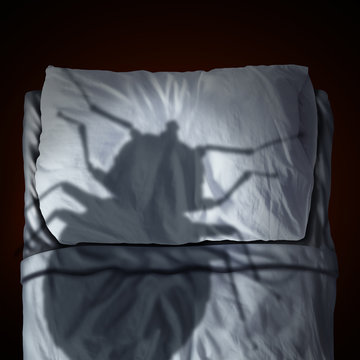 Bed Bug Fear