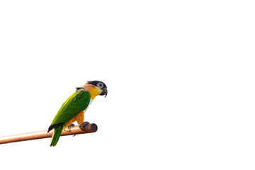 Beautiful and colorful parrot on isolated
