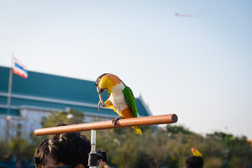 Beautiful and colorful parrot