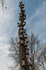 Fototapeta premium Birdhouses