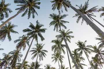 Fototapeta premium Coconut palm trees