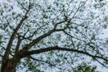 Natural green blurred background. Defocused green blurred background.