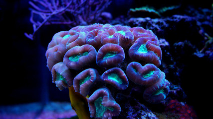 Fototapeta premium Candy Cane Coral (Caulastrea furcata) 