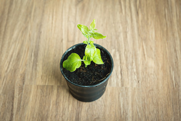 growing plants in little black jardiniere in top view on wooden background