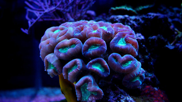 Candy Cane Coral (Caulastrea furcata) 