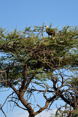 Namibia, Africa,