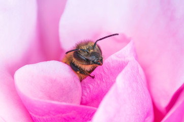 Honeybee in Rose Petals