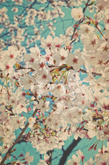 Sakura tree flowers background