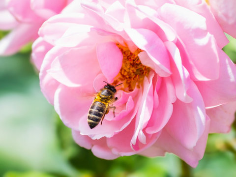 Honeybee Pollinating Pink Rose