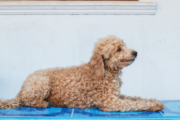 Dog poodle haired brown lying on the house.