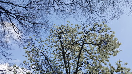 magnolia