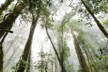 Naklejka premium forest trees, nature green wood sunlight backgrounds, doi inthan