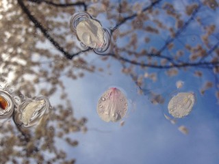 raindrops and cherry petals on window after spring showers