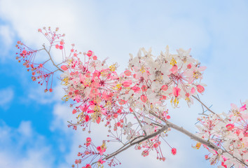 Pink blossoms on the branch with blu sky during spring blooming.