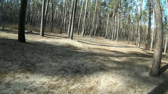 
Spring trip by bicycle on park or wood in  sunny day. Shadow of cyclist
