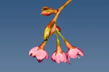 Selbstklebende Fototapete Lila kirschblüten