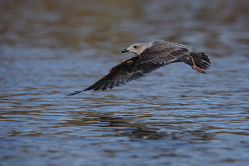 European Herring Gull, Larus argentatus