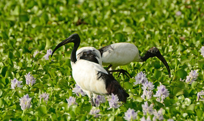 Sacred ibis, Lake Naivasha, Kenya