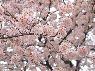 満開のソメイヨシノ