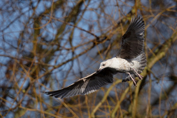 European Herring Gull, Larus argentatus