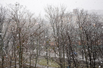 Snowfall in the Park, top view