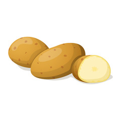 Potato isolated on white. Vector illustration