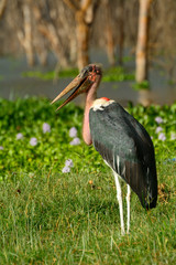 Marabou stork, Lake Naivasha, Kenya