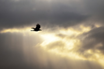 Crow flying in the dreary sky.