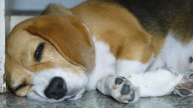 Close up beagle dog sleeping under wooden desk