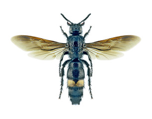 Wasp Scolia schrenkii (female)