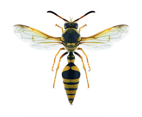 Wasp Katamenes flavigularis