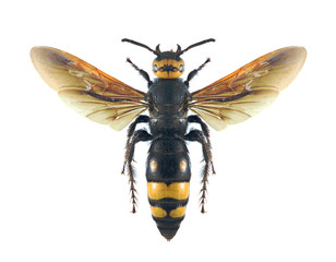 Wasp Scolia flaviceps flaviceps (female)