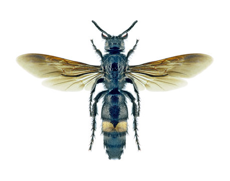Wasp Scolia schrenkii (female)