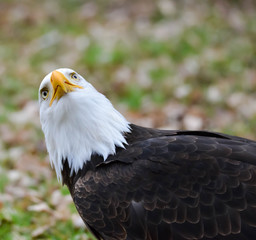Obraz premium Weißkopfseeadler